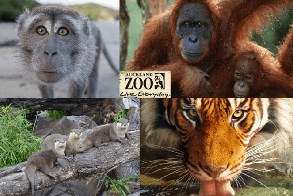 Auckland Zoo Animals