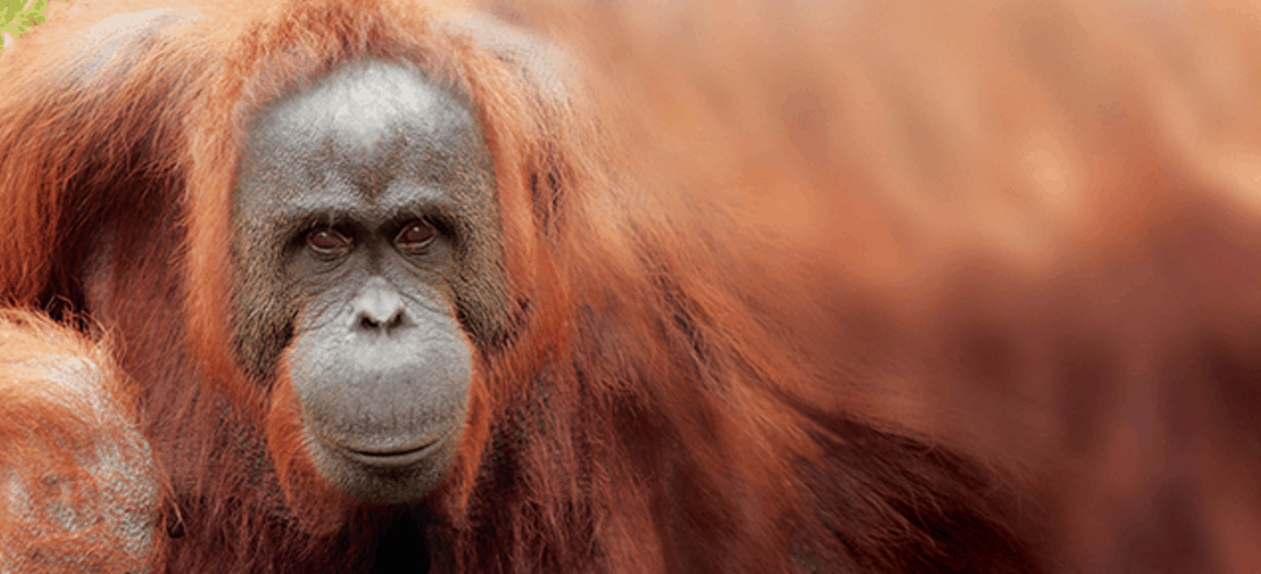 Zoo’s orangutans on the move