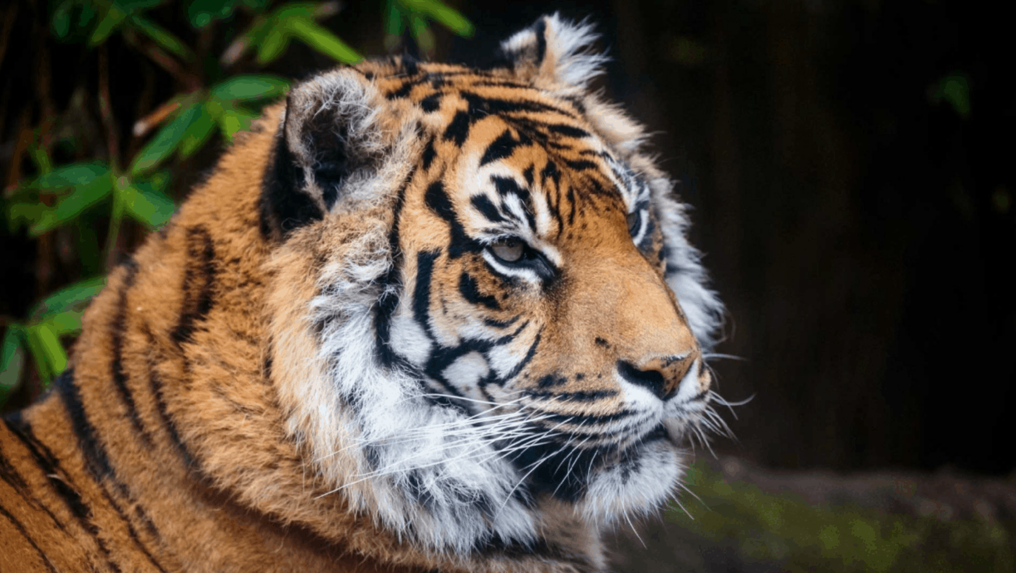 Auckland Zoo | Origin Fire Consultants